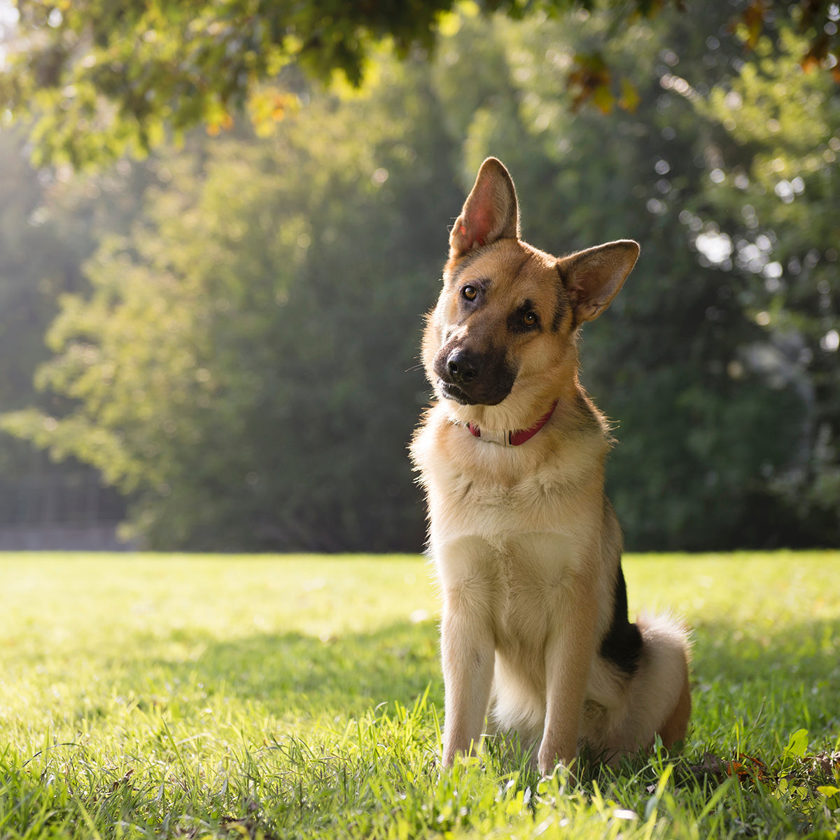 Why Leash Your Dog? 4 Solid Reasons To Keep Your Pet Safe